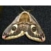 Emperor Moth pavonia  cocoons